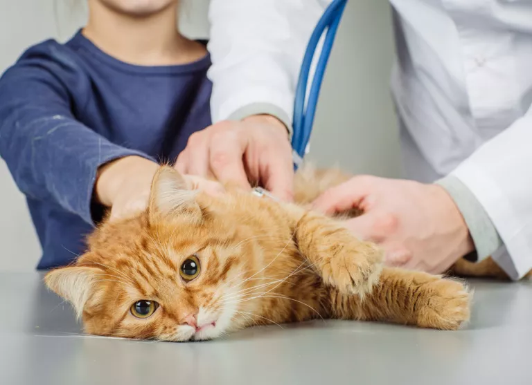 Hipotiroidismo felino, síntomas