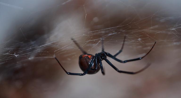 Causas del priapismo: picadura de la araña "viuda negra"
