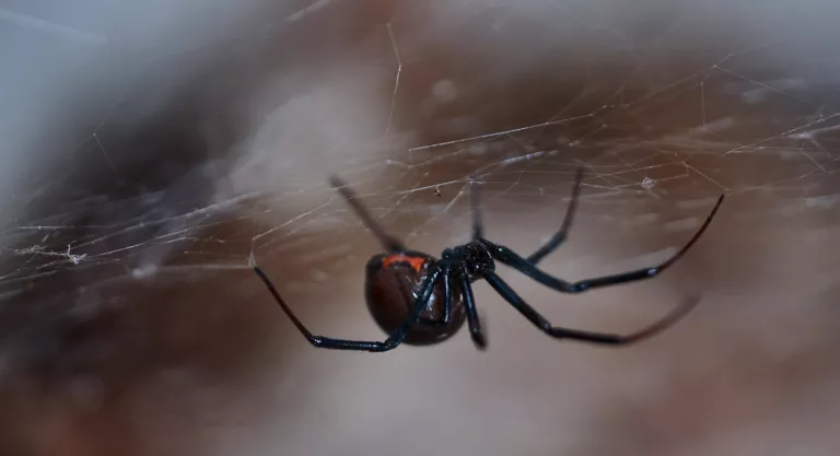 Causas del priapismo: picadura de la araña "viuda negra"