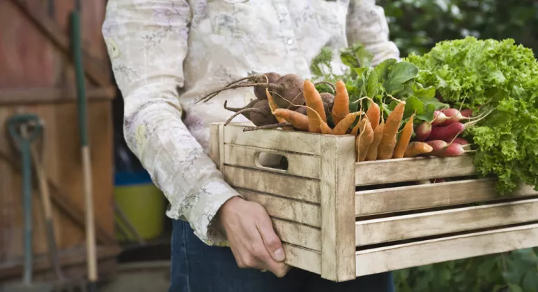 Alimentos ecológicos