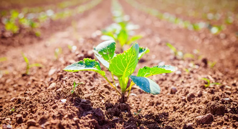 Alimentos biodinámicos