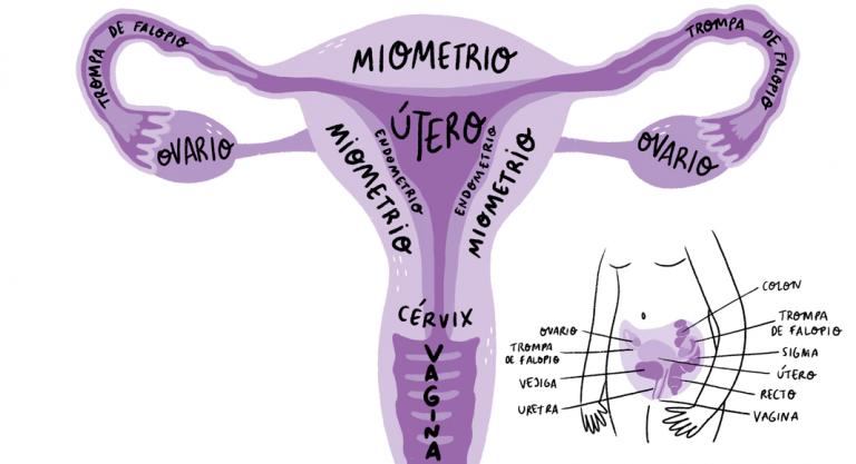 Ilustración de Lyona del interior de la guía "Endometriosis" 