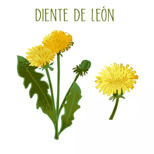 Ilustración del diente de león