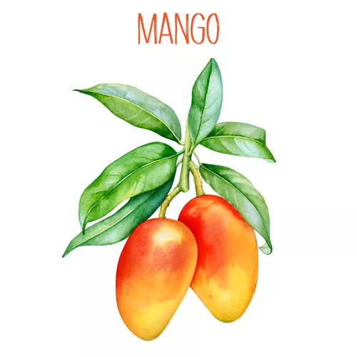 Mango