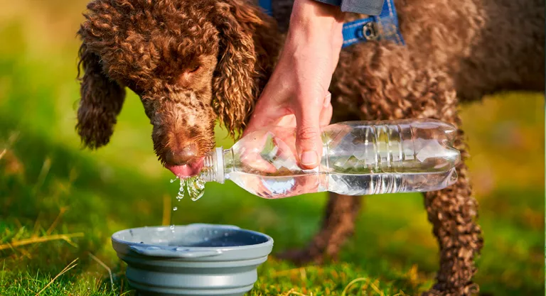 Material básico para realizar una excursión con nuestro perro