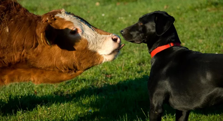 Perro y ganado