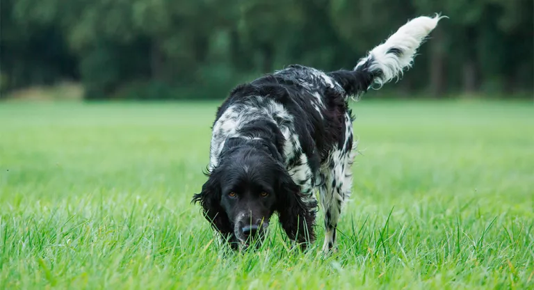 Cuidado con los cotos de caza en una excursión con tu perro