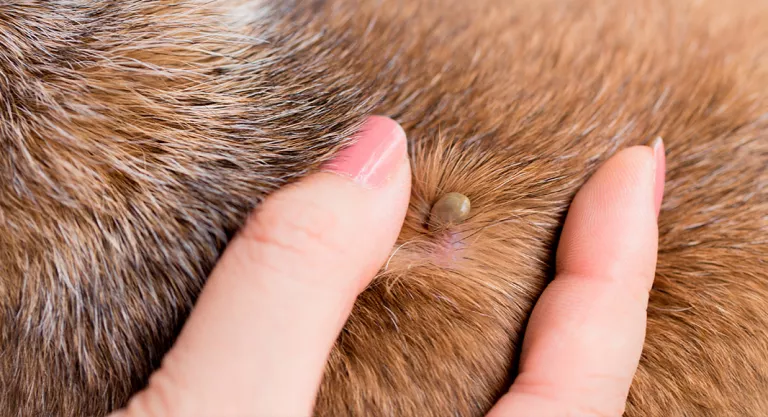 Perro con garrapatas