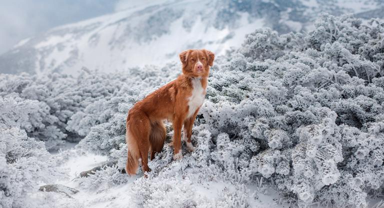 Excursión con tu perro por una zona de nieve