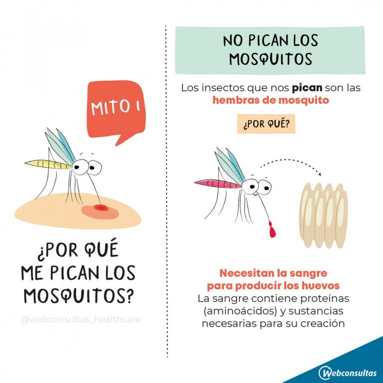 Infografía: ¿Pican todos los mosquitos?