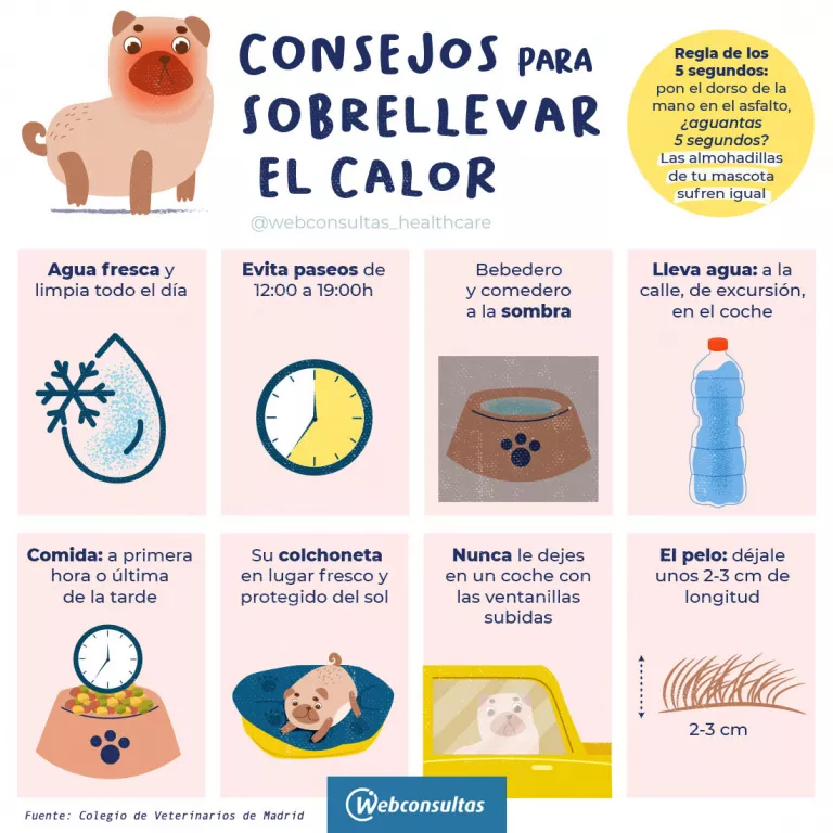 4 formas de darle comida húmeda a tu perro - Consejos Miscota