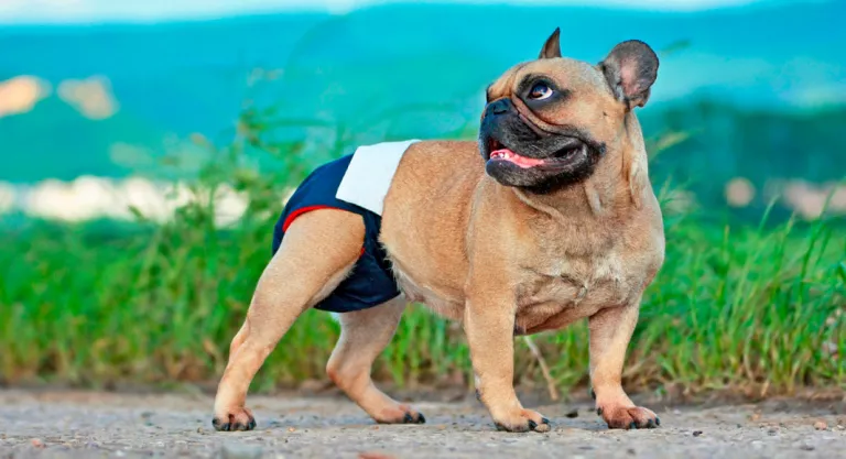 Perro con un bañador