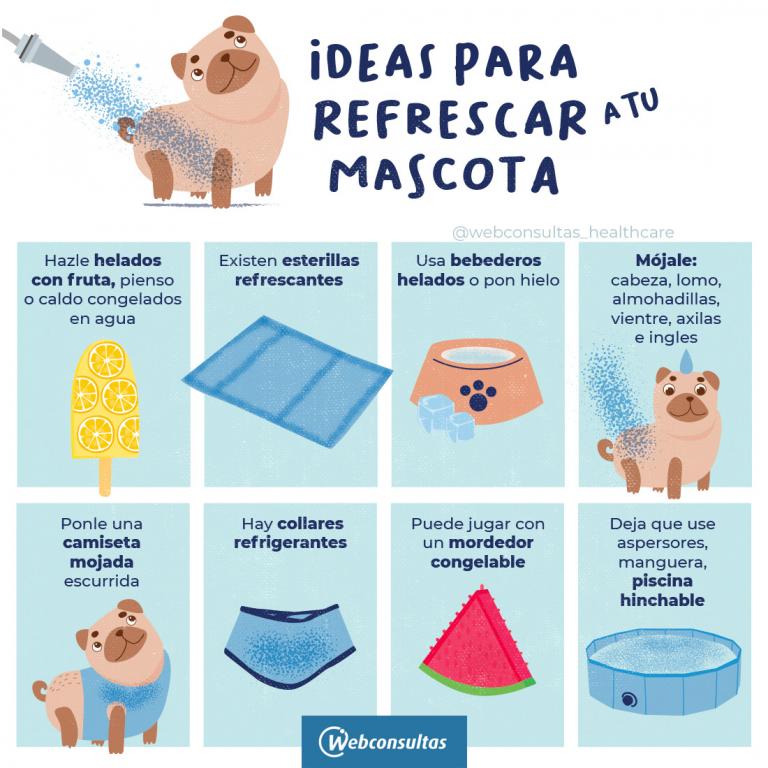 Infografía: Ideas para que las mascotas sobrelleven mejor el calor