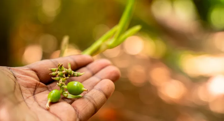 Persona sosteniendo en la mano los frutos del cardamomo