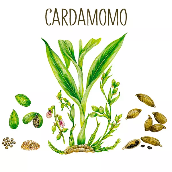 Ilustración de la planta del cardamomo