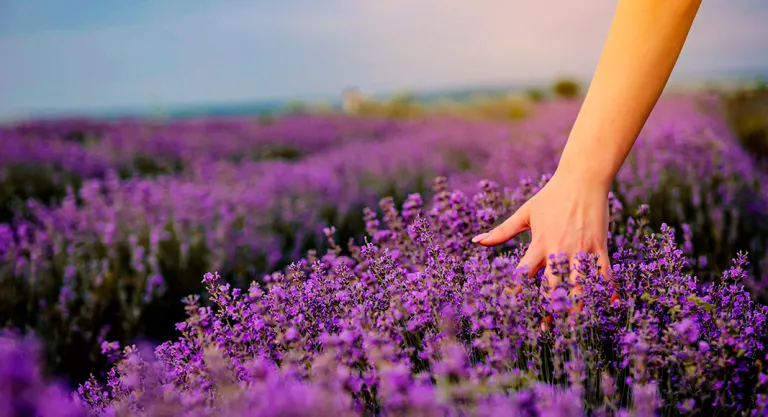 Campo de lavanda