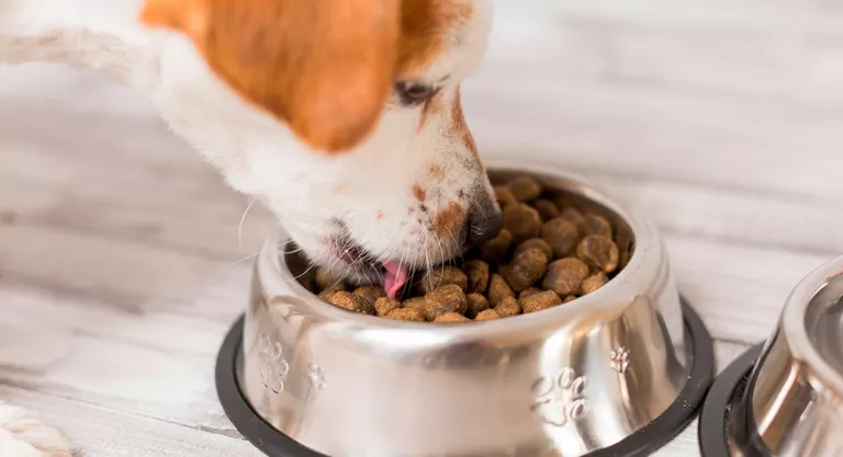 Perro alimentándose