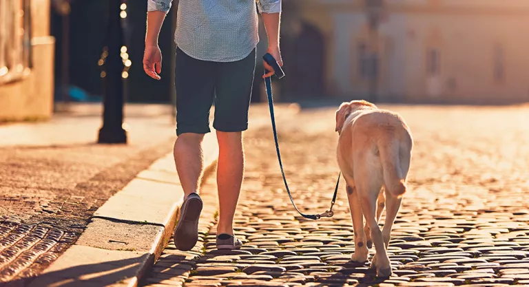 Pasear al perro por la mañana antes del trabajar