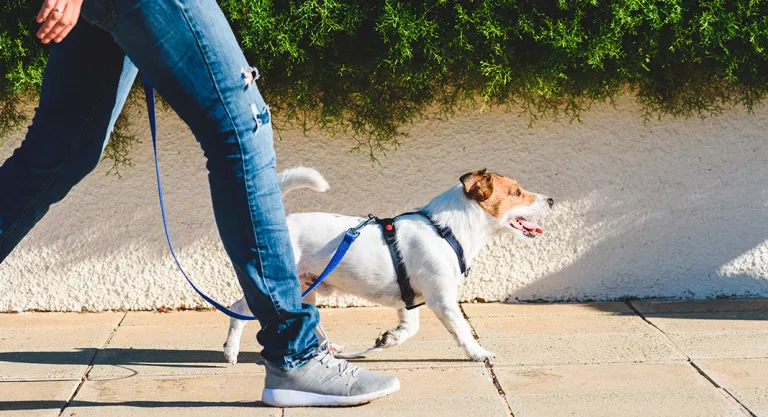 Realizar actividades con tu mascota