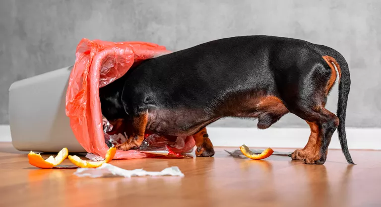 Perro comiendo del cubo de basura