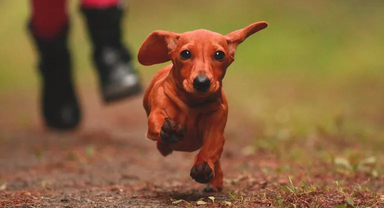 Perro corriendo