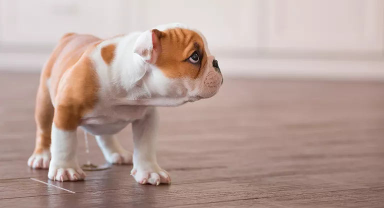 Perro orinándose en casa