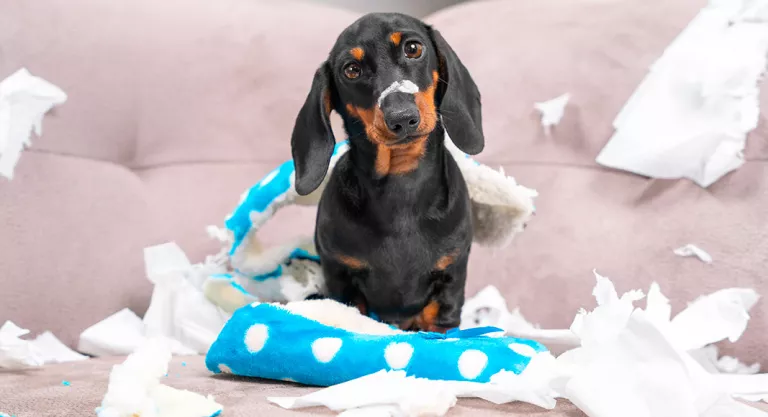 Perro travieso en casa