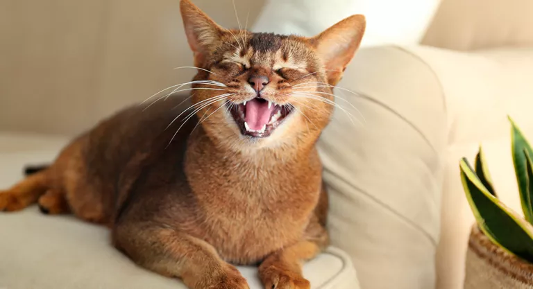 Gato maullando para saludar a su dueño