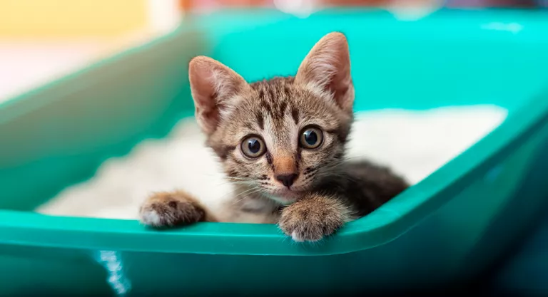 Caja de arena gatos, combatir su mal