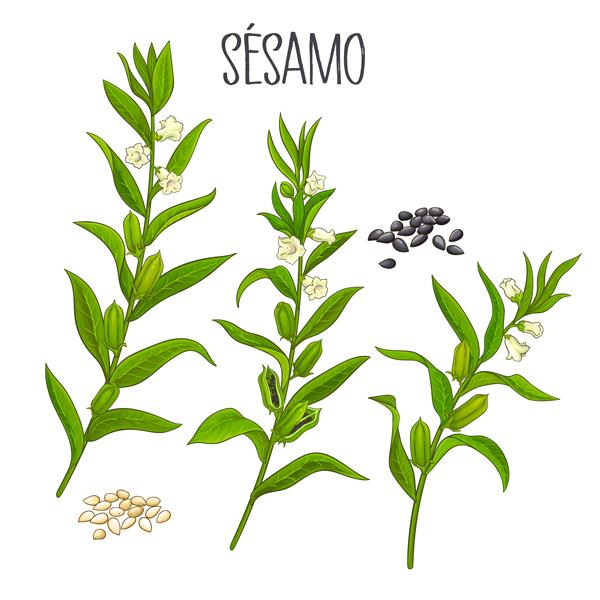 Ilustración de la planta del sésamo