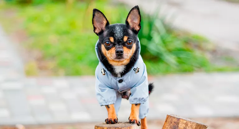 Ropa para el frío de las mascotas