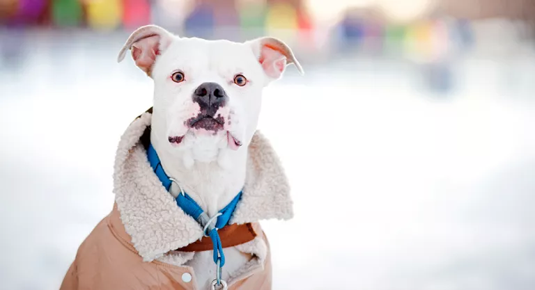 Ropa para el frío de las mascotas