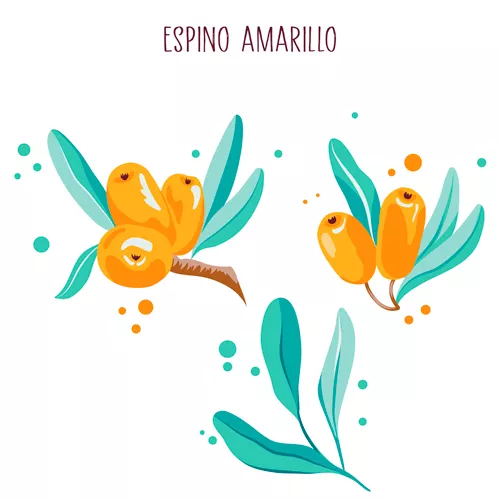 Espino amarillo, ilustración