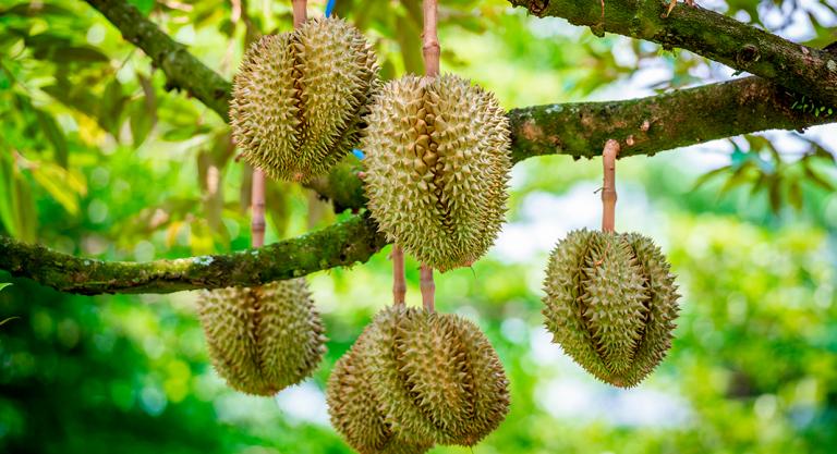 Árbol de durian