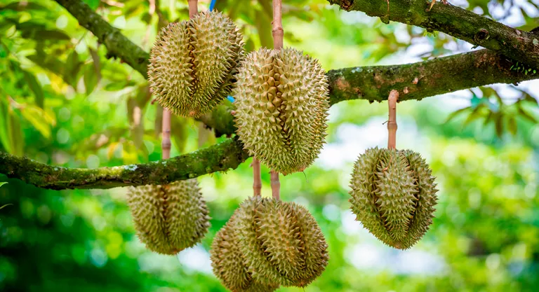 durian tree