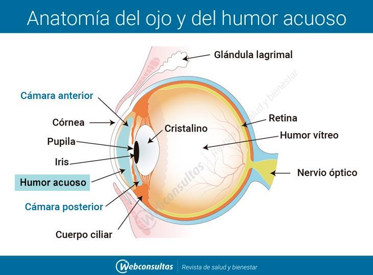 Ilustración: anatomía del ojo