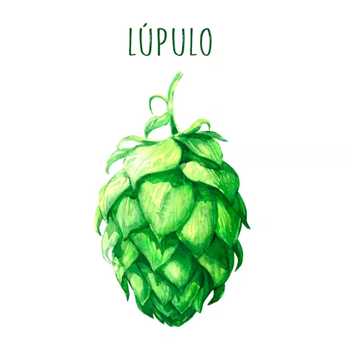 Ilustración flor de lúpulo