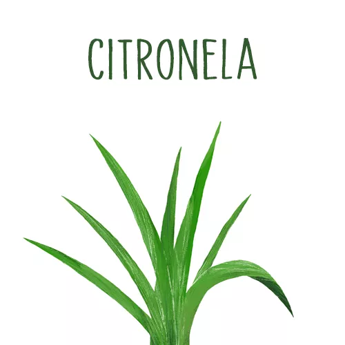 Ilustración de la planta citronela