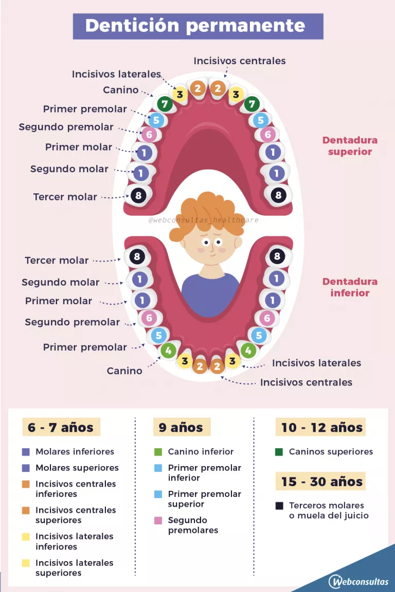 Ilustración de la dentición permanente en niños