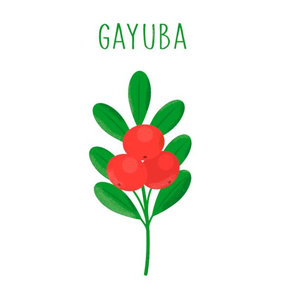Ilustración de la planta Gayuba