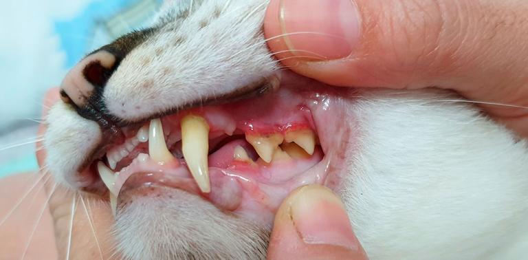 Dentadura de un gato