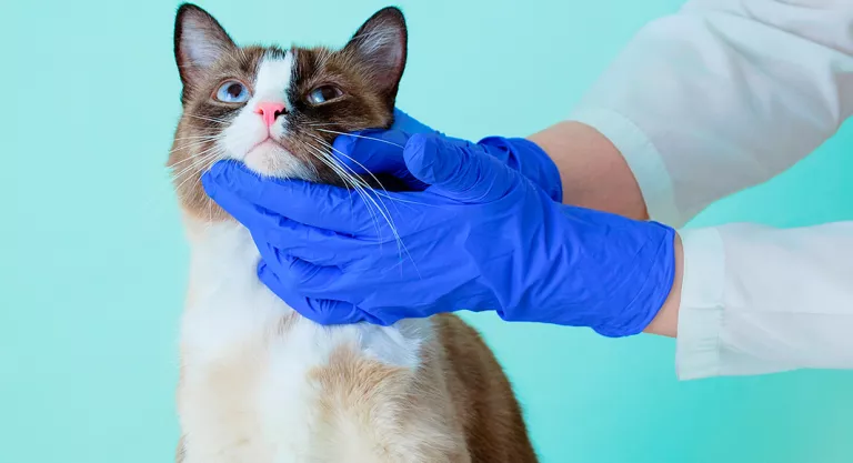 Veterinario tratando a un gato