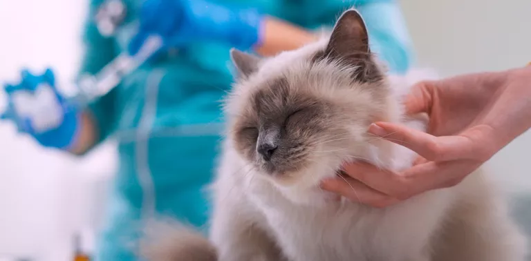 Gato en una clínica veterinaria