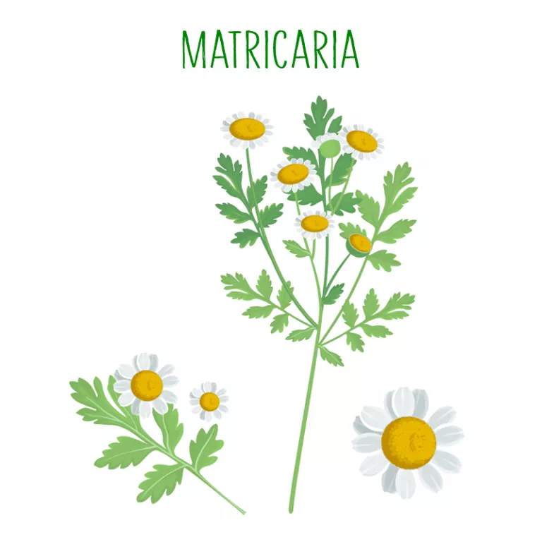 Ilustración de la planta matricaria