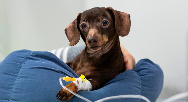 Tratamiento de la parvovirosis y cuidados del perro