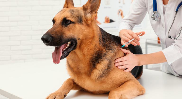 Vacunación del perro para prevenir parvovirosis