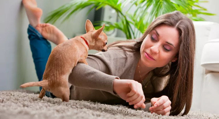 Perro simulando el acto sexual