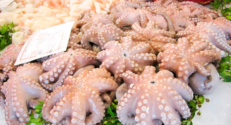 Comprar el mejor pulpo 