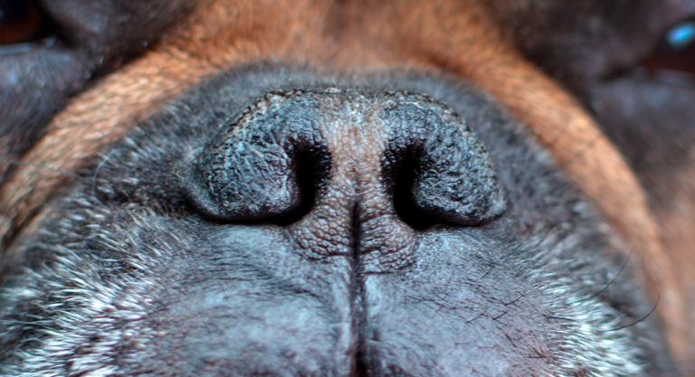 Nariz de un bulldog francés con problemas del síndrome braquicefálico