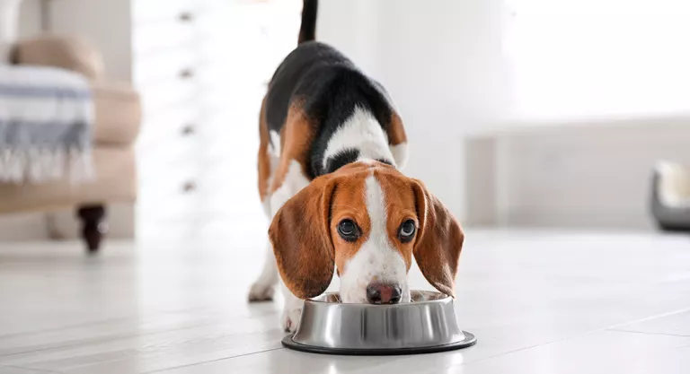 Alimentación de perros con problemas hepáticos